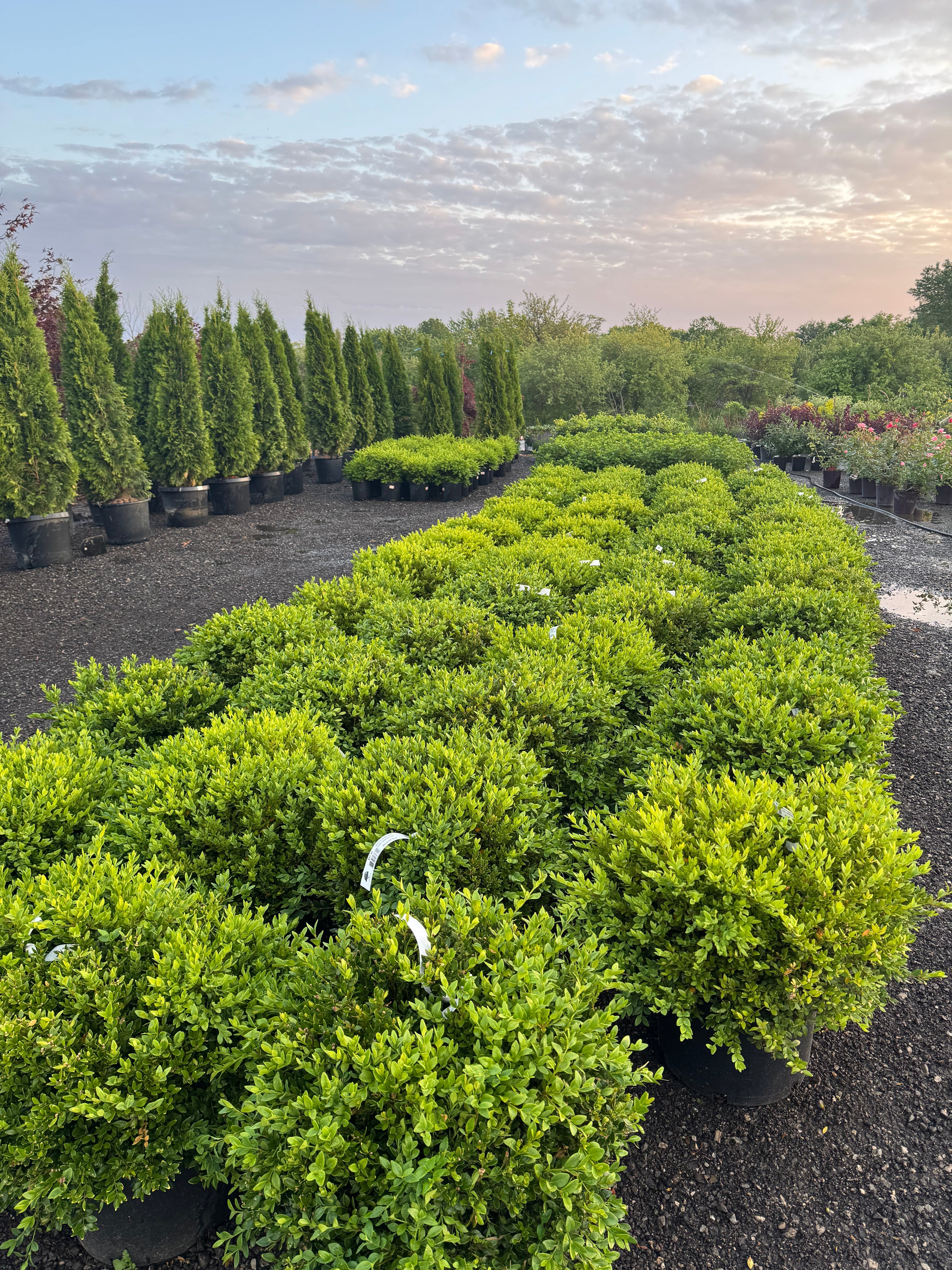 センペルビウム　トロント Shrubs & Flowers Toronto – Page 3 – zforcefarm