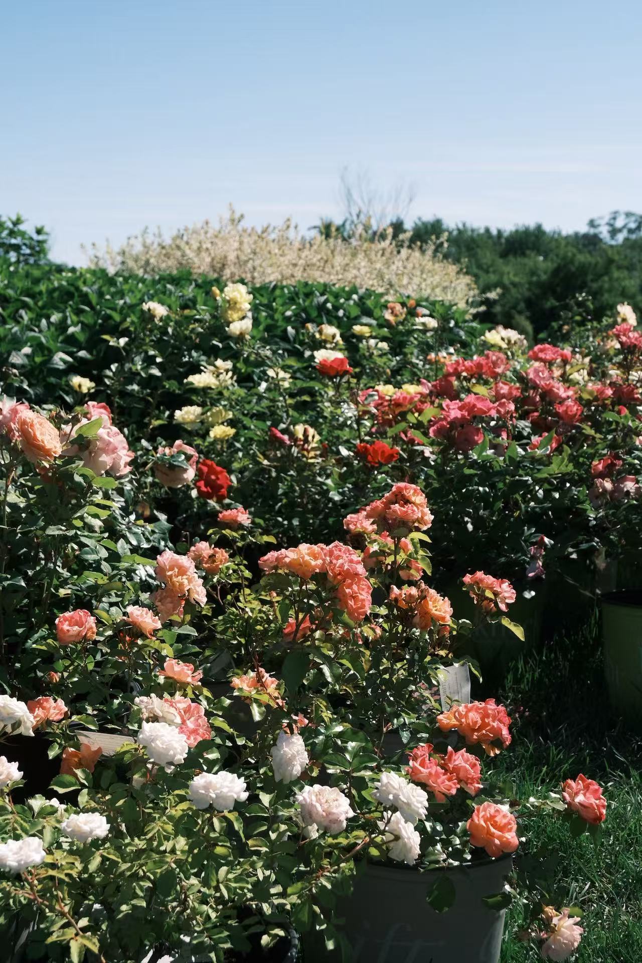 Rose Plants for Sale Toronto | David Austin, Climbing & Garden