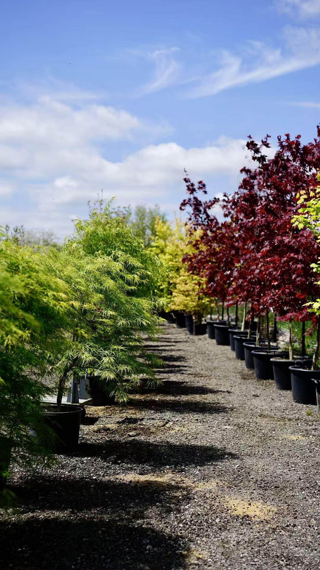 apanese Maple Toronto | Rare & Premium Maple Trees GTA | Z Force
