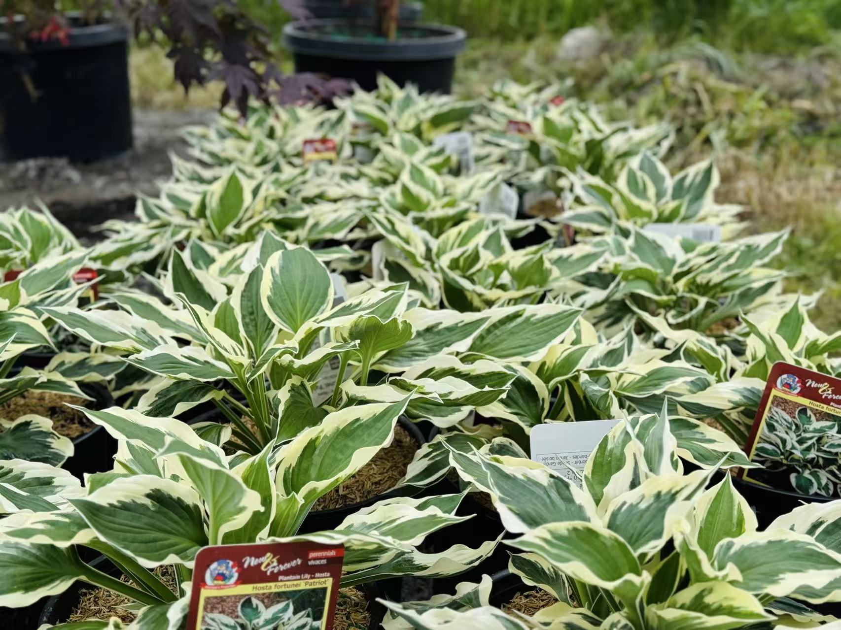 Perennial Plants for Sale Toronto | Hosta, Lavender, Peonies
