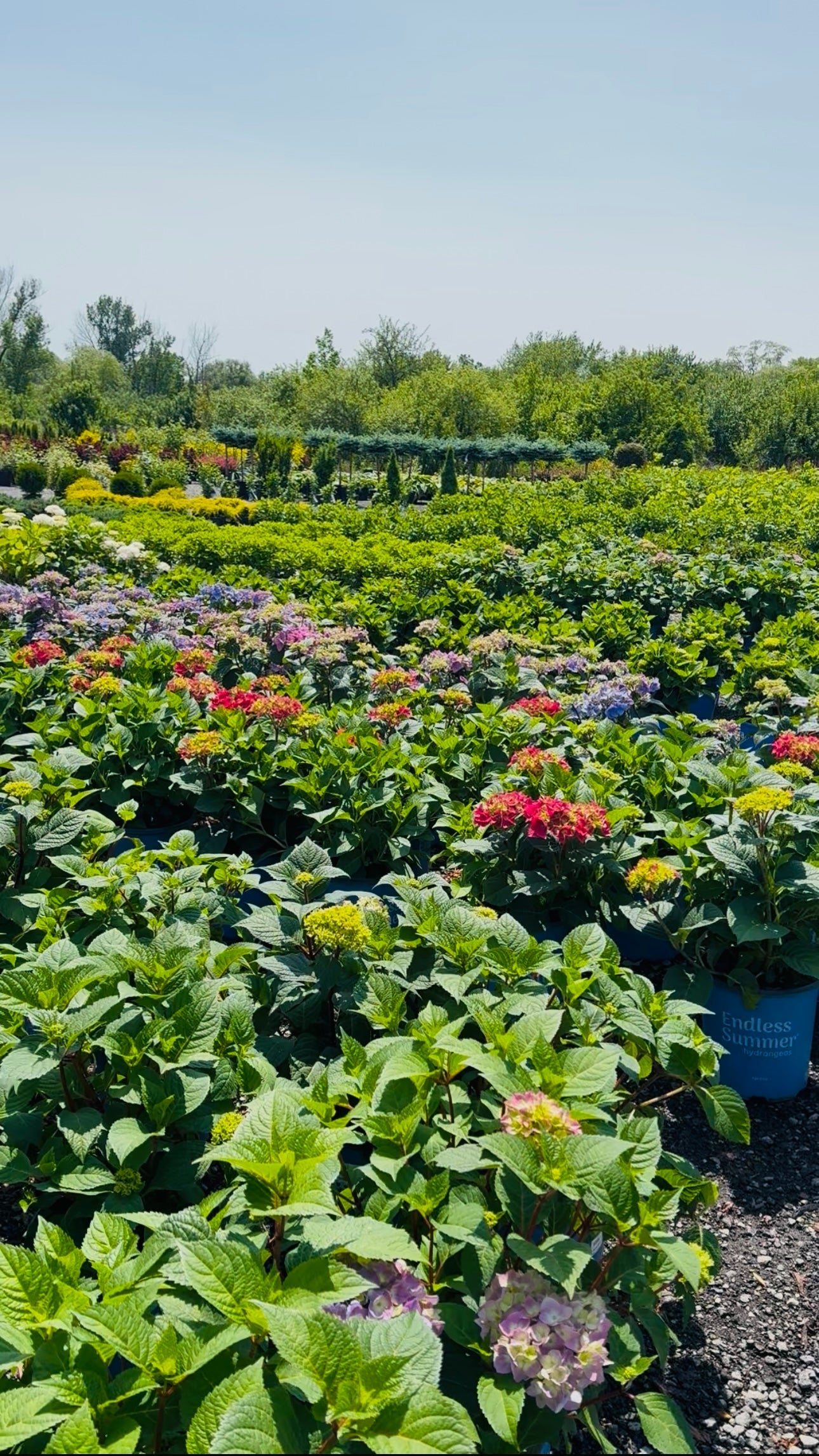 Hydrangea for Sale Toronto | Annabelle, Limelight & Endless Summer