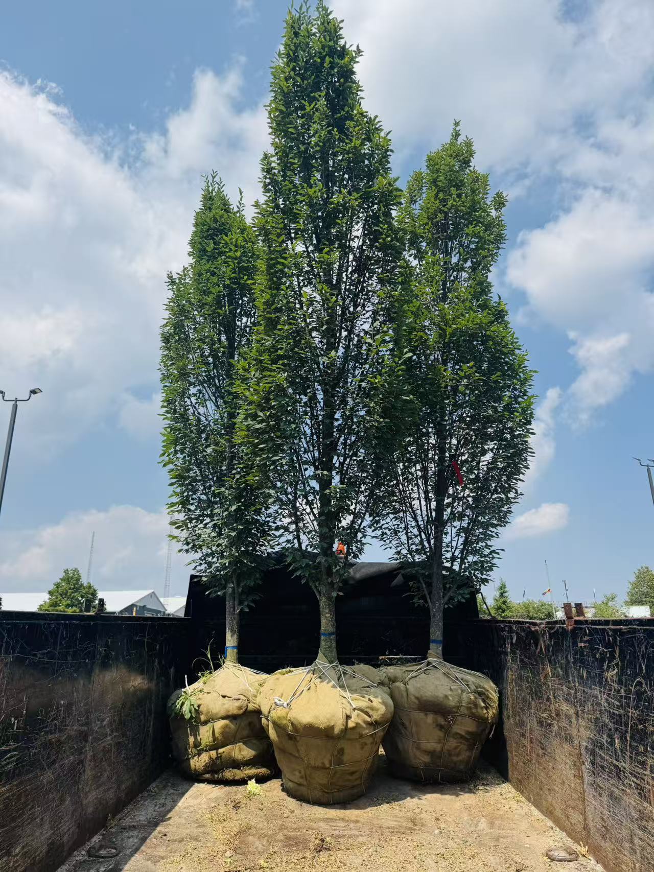Trees for Sale Toronto | Japanese Maple, Shade & Flowering Trees
