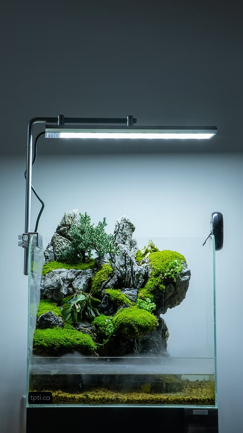 Aqua Terrarium #6