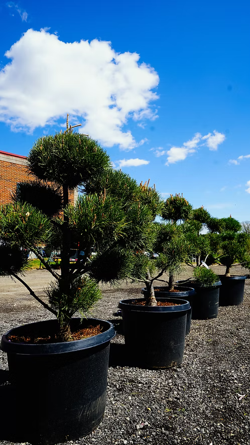 pom pom scots pine topiary tree toronto