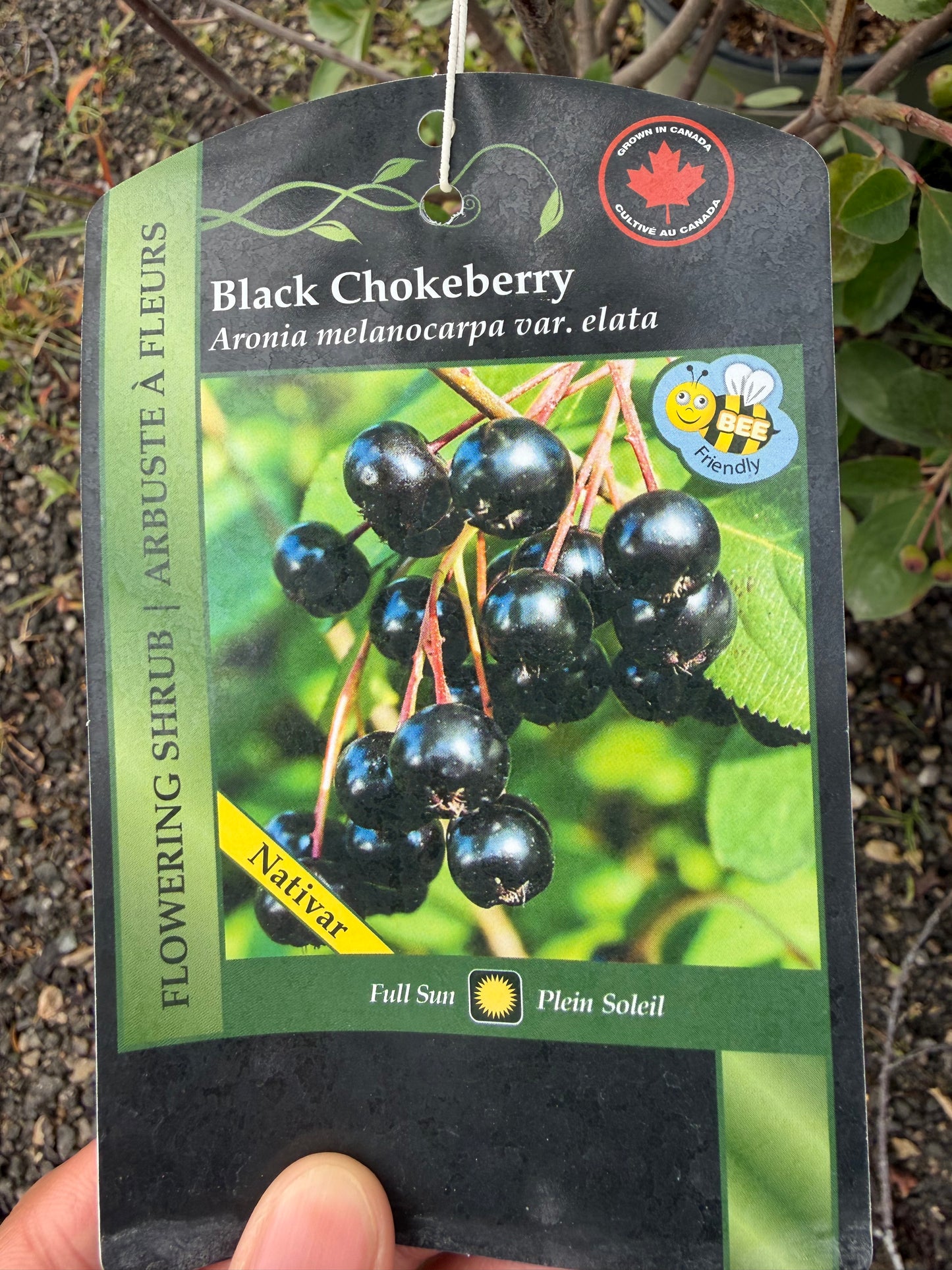 Black Chokeberry