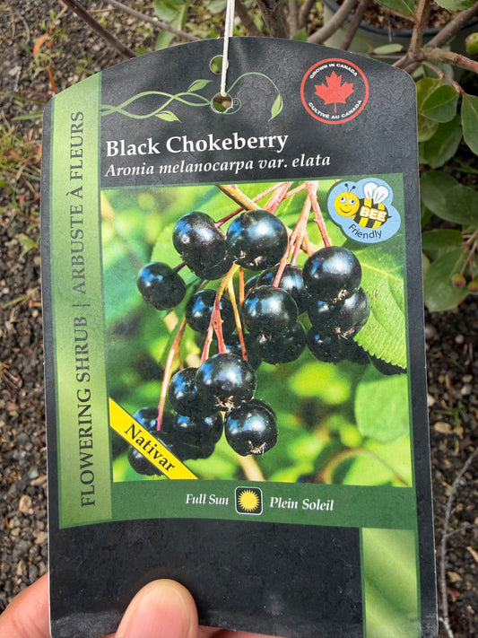 Black Chokeberry