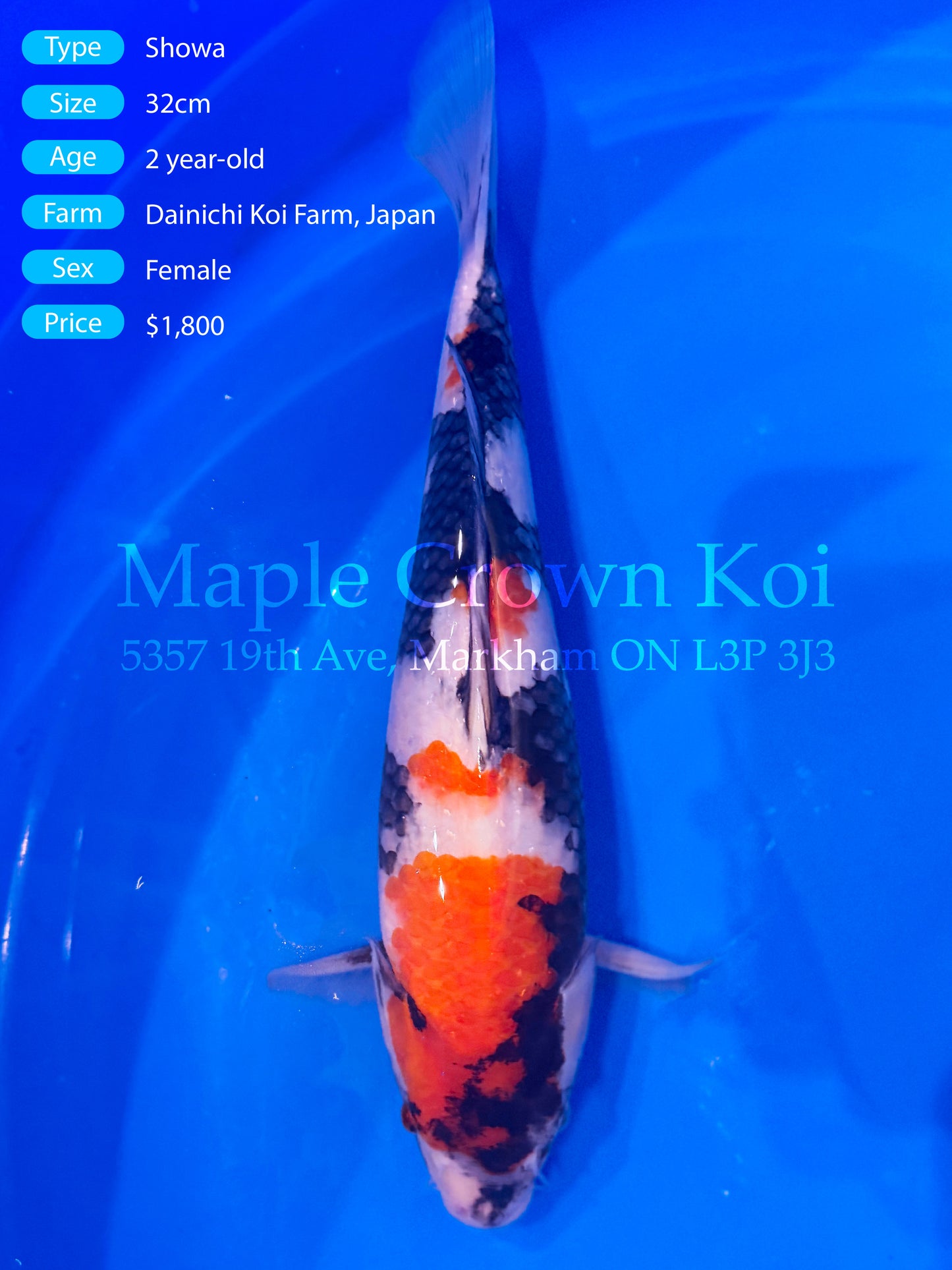 Showa 32cm
