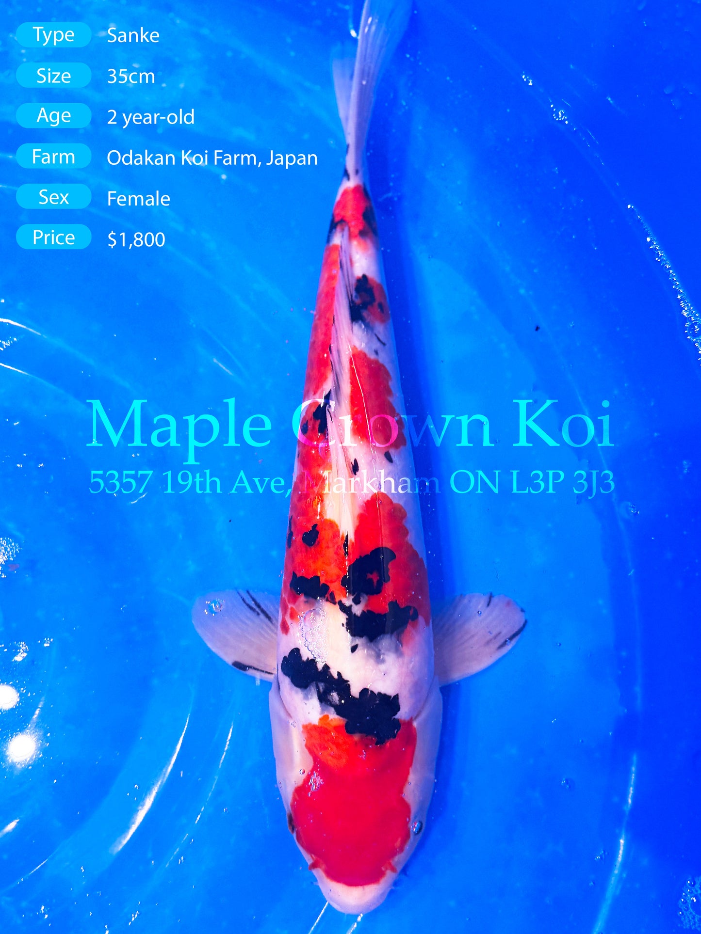 Sanke 35cm