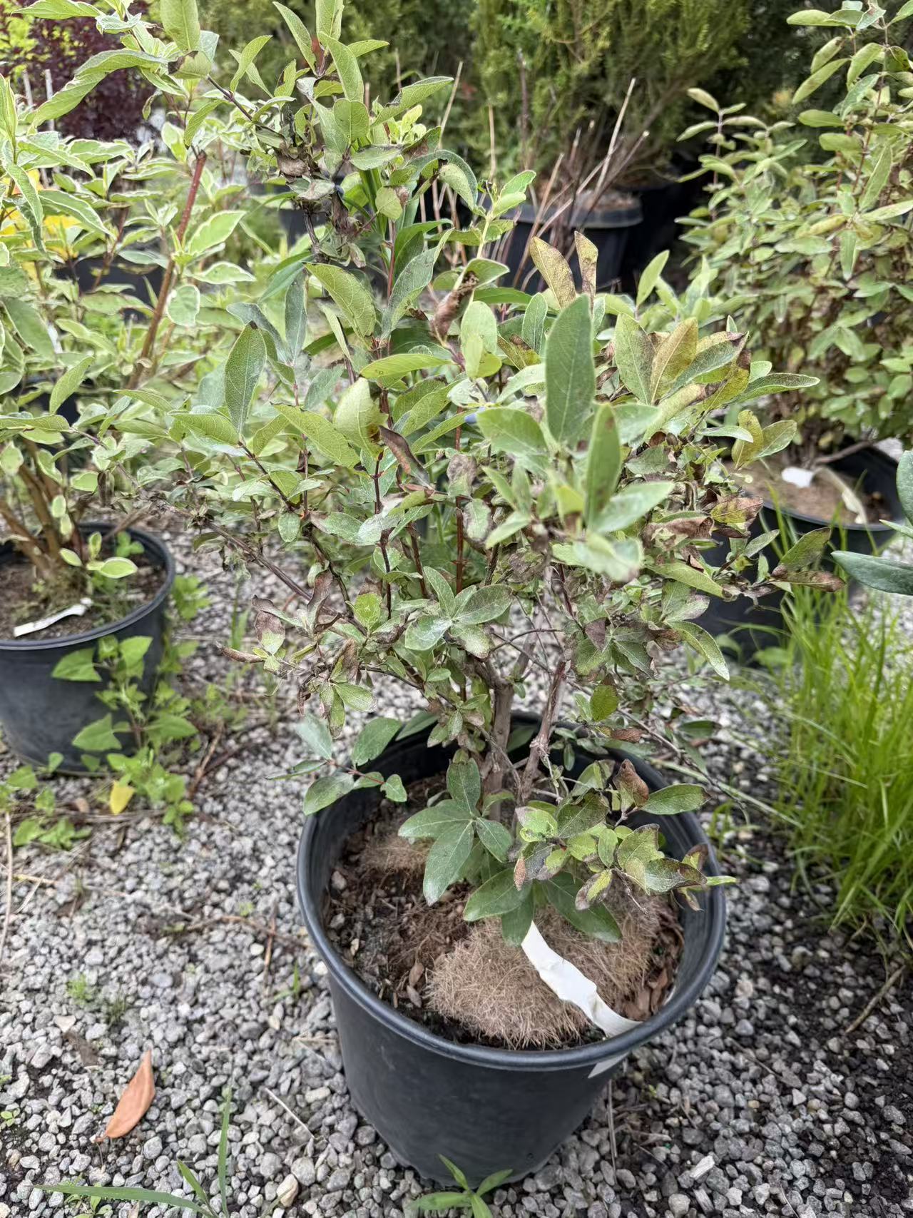 Lonicera caerulea Yezberry® Maxie™ PW
