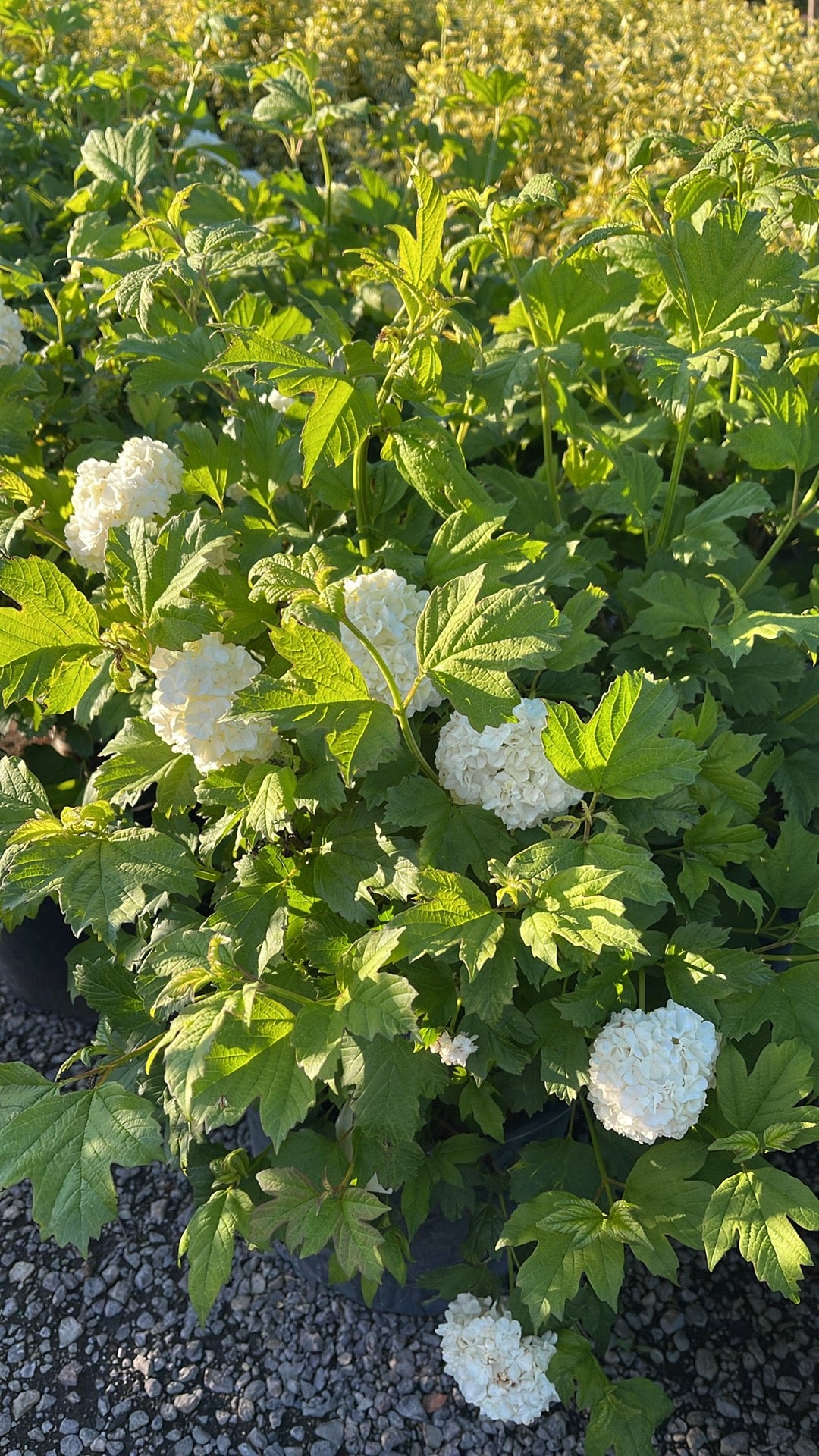 European Snowball Viburnum