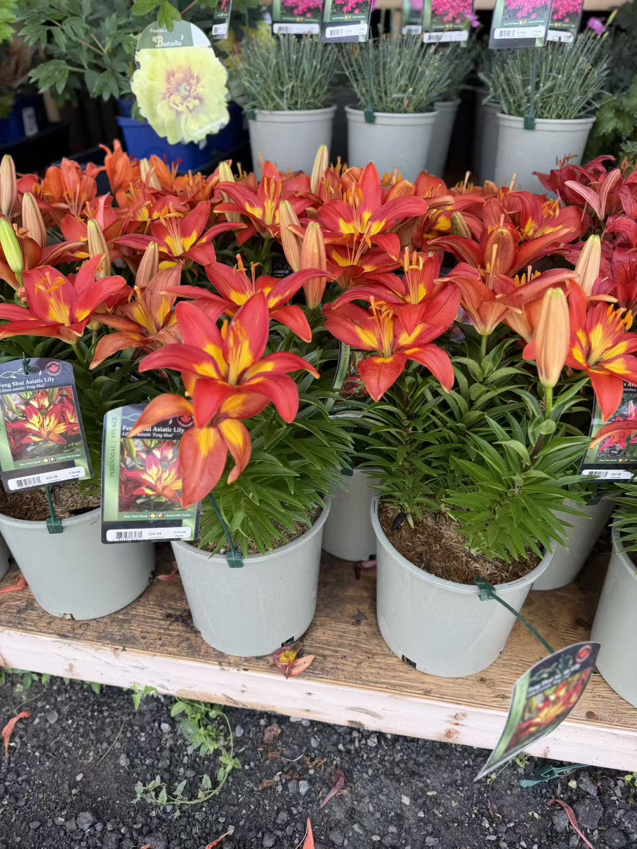 Feng Shui Asiatic Lily