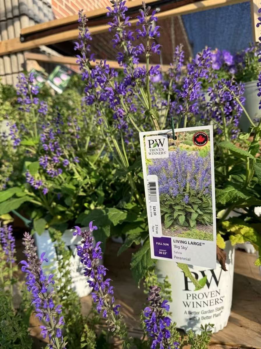 Salvia Living Large® ‘Big Sky’ PW