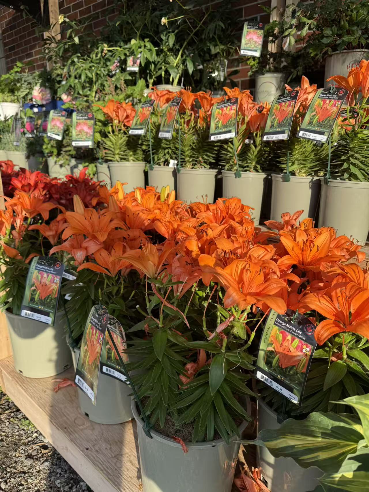 Orange Matrix Lily