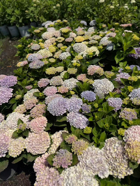 Magical Revolution Hydrangea