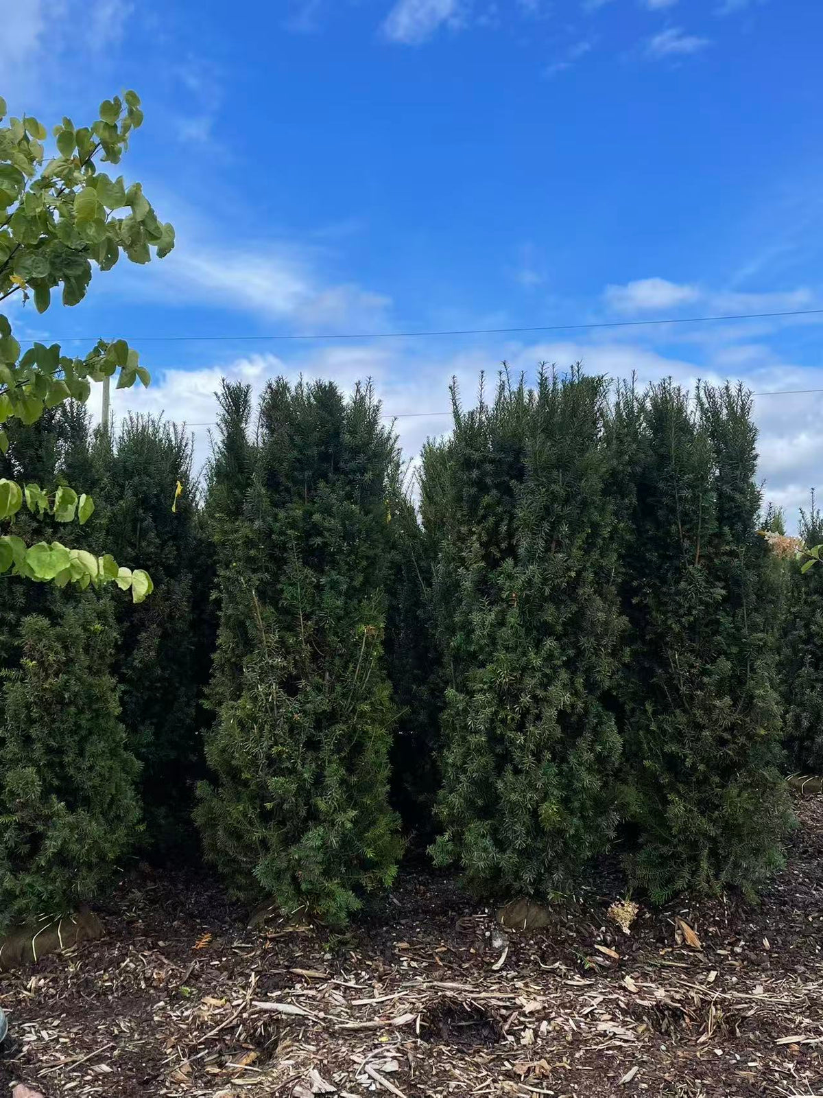 6–7 ft Hicks Yew plants for an immediate privacy hedge