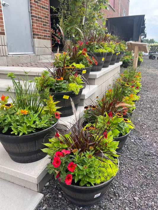 Annual Flowers in Whisky Barrel