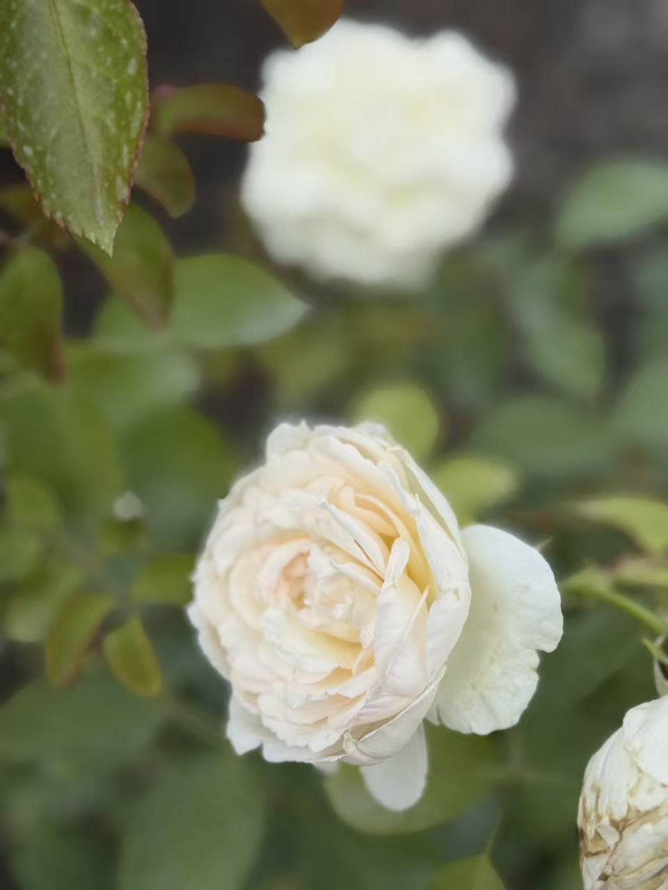 Eden Climber® White