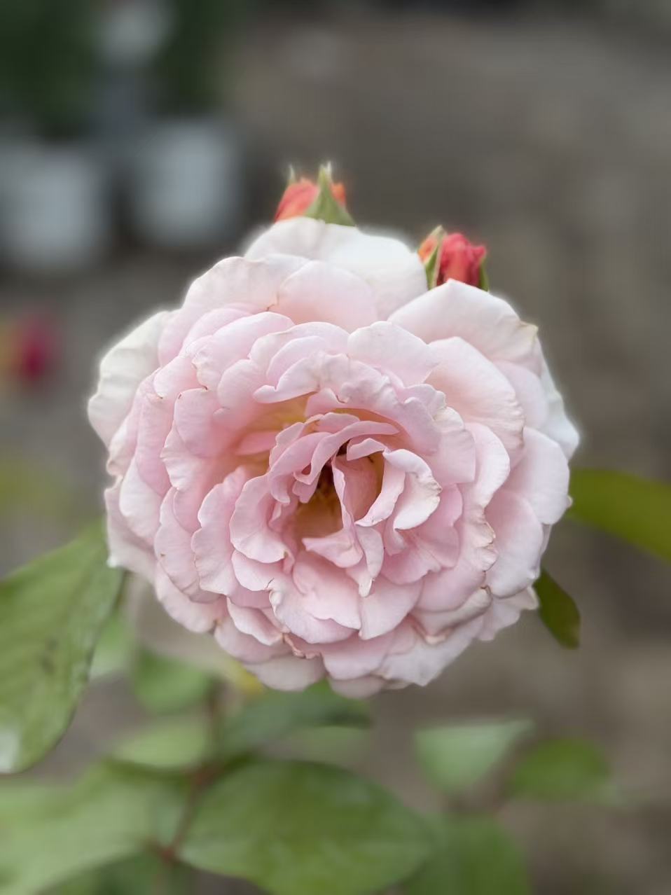 James Galway David Austin English Climbing Rose