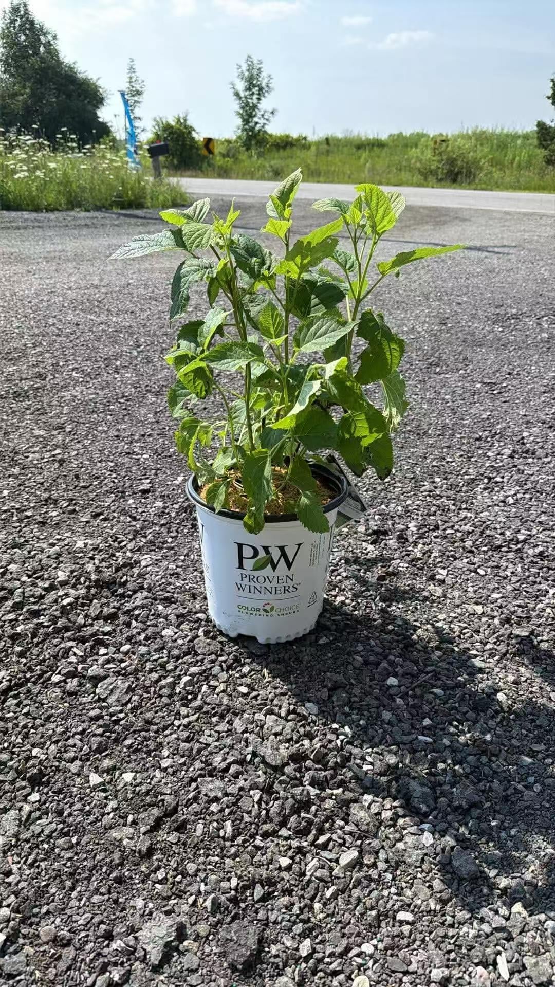 Hydrangea Arborescens Incrediball® PW