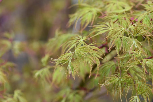 Acer Palmatum Seiryu