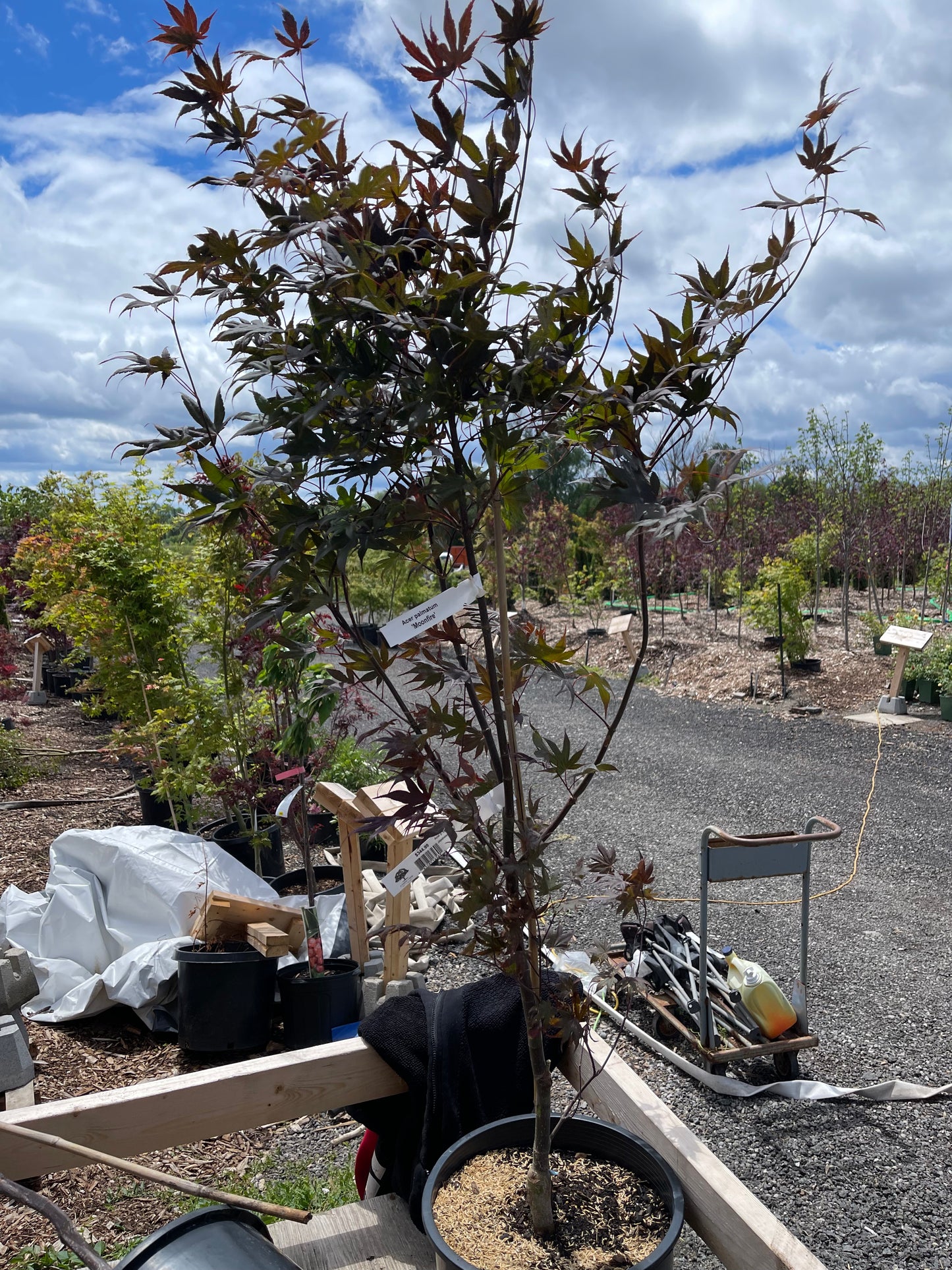 Acer Palmatum Moonfire