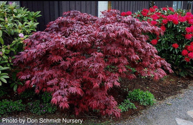 Acer palmatum Oregon Sunset