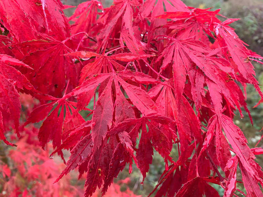 Acer palmatum Wakehurst Pink