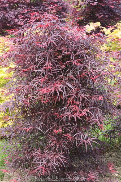 Acer palmatum Aekan ie's