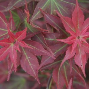 Acer palmatum Ariake nomura