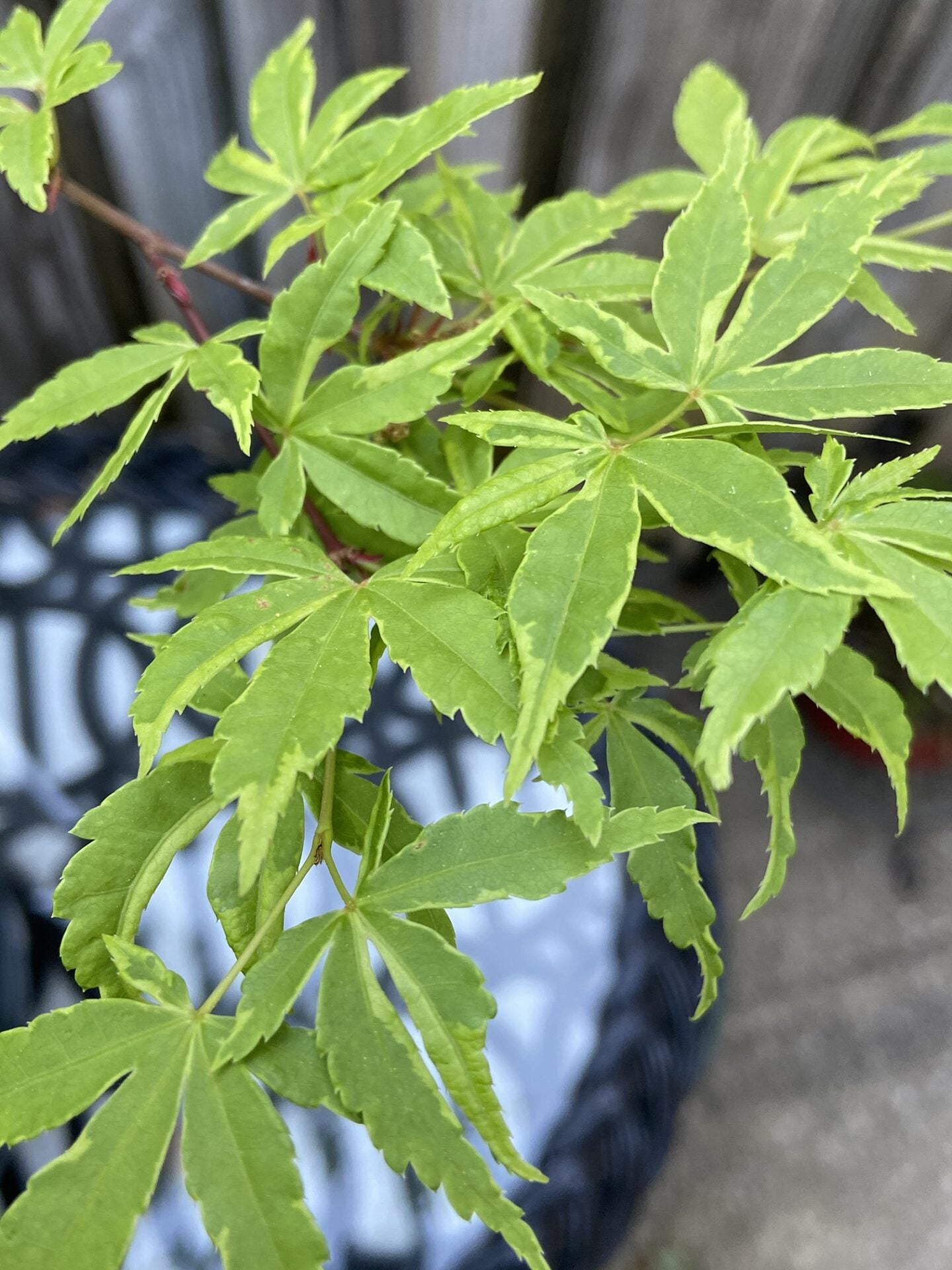 Acer palmatum Asagi Nishiki