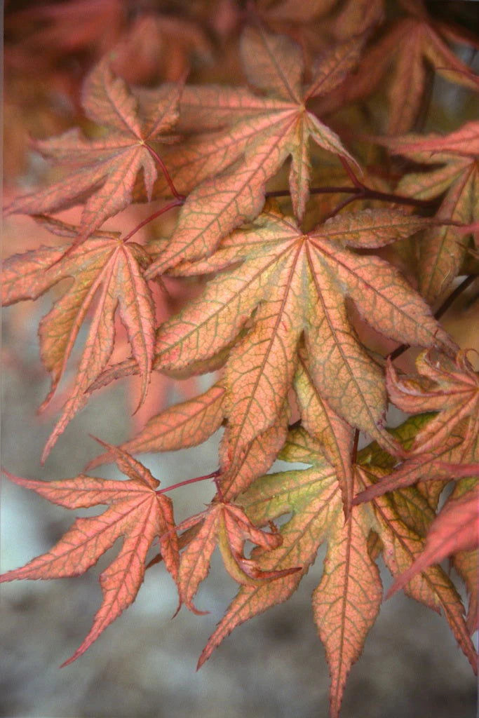 Acer palmatum Baby Ghost