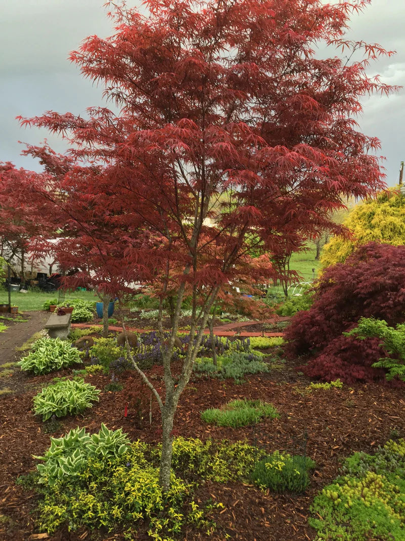 Acer palmatum Beni otake