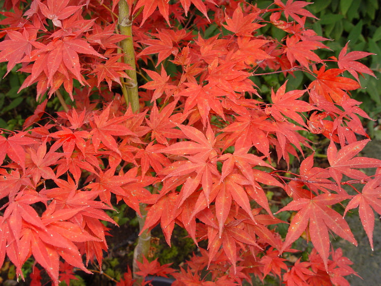 Acer palmatum Boskoop Glory