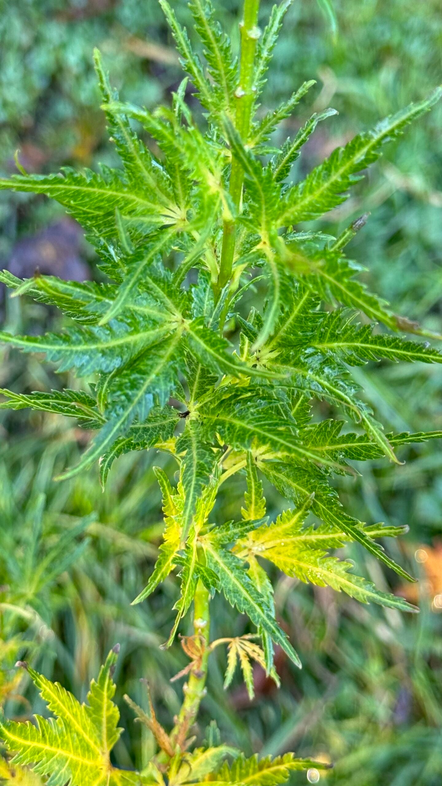 Acer palmatum Chiri Hime