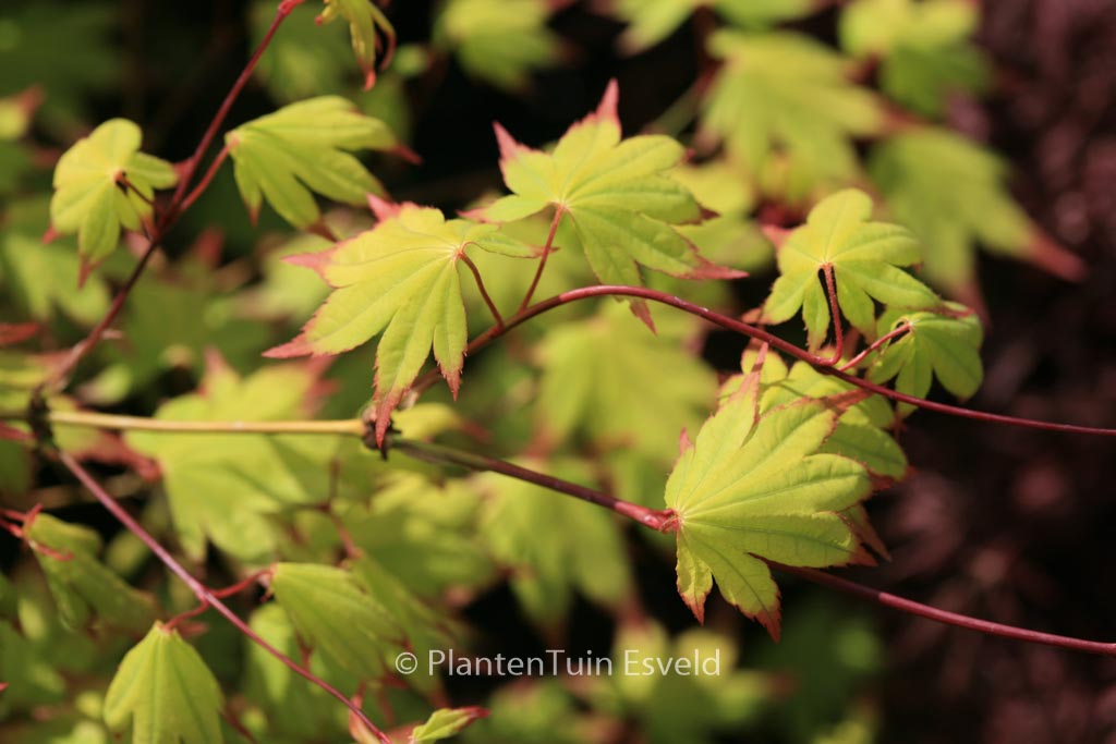 Acer palmatum Chuguji
