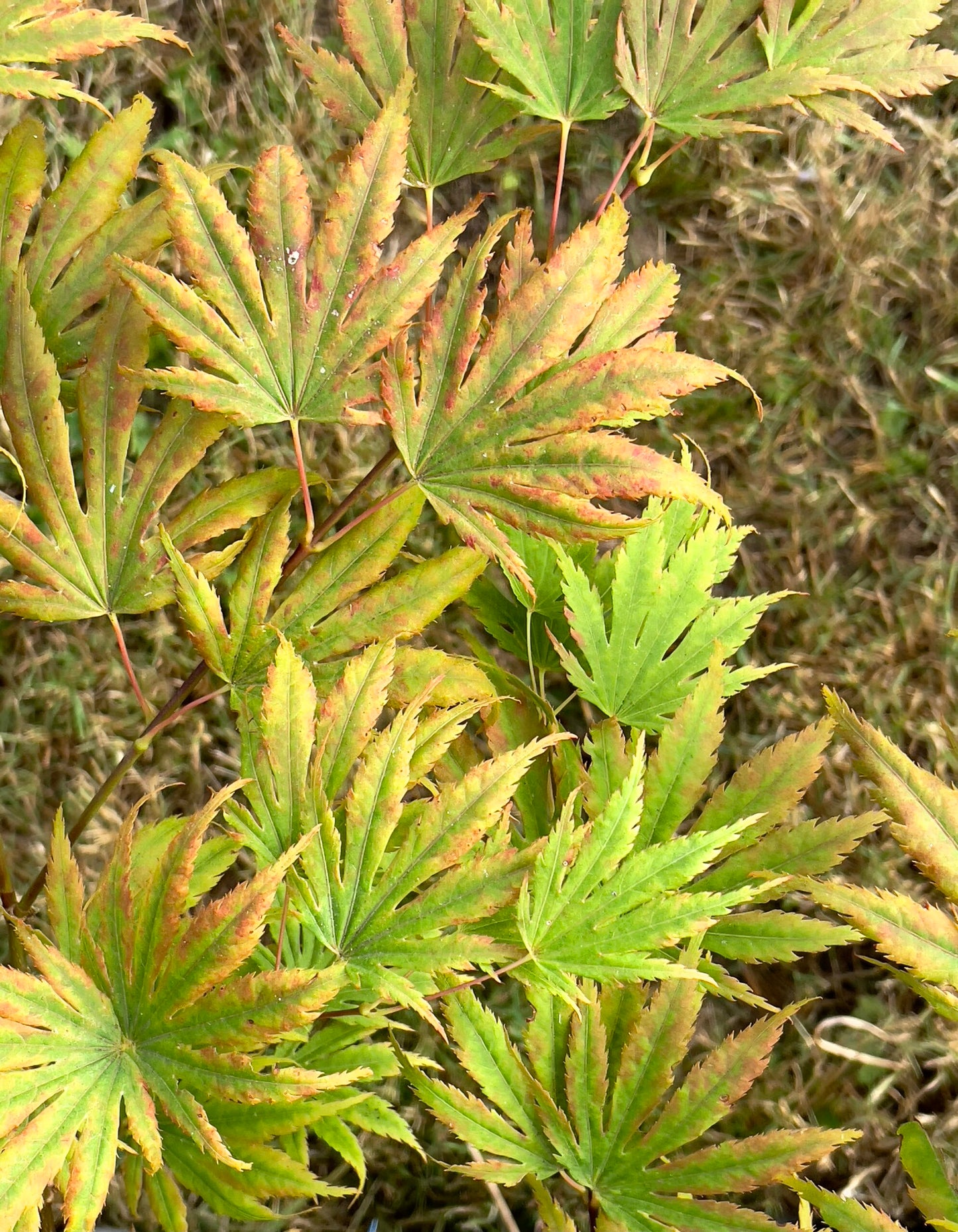 Acer palmatum Green elf