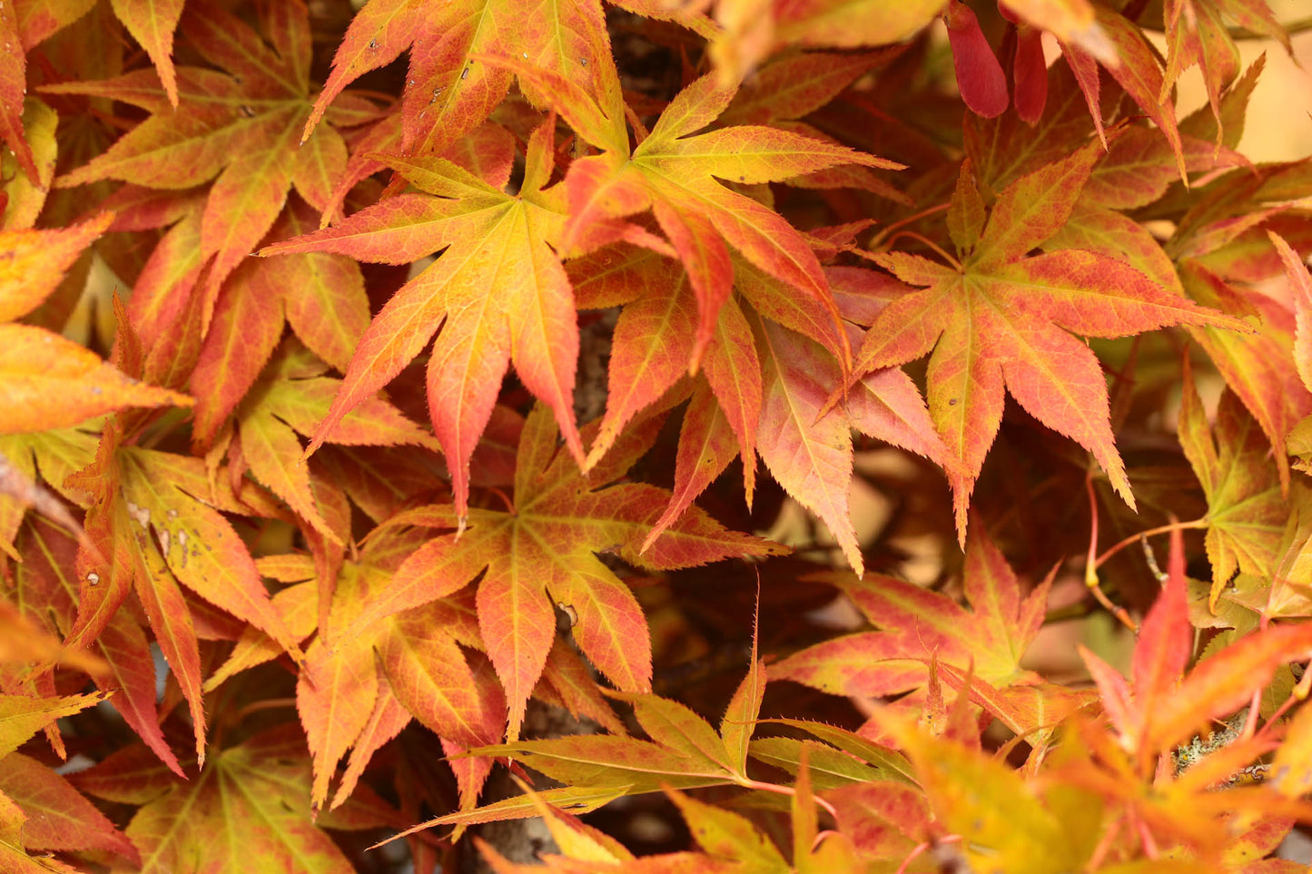 Acer palmatum Iijima sunago