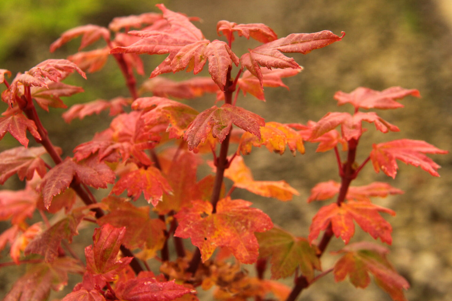 Acer palmatum Matsumurae