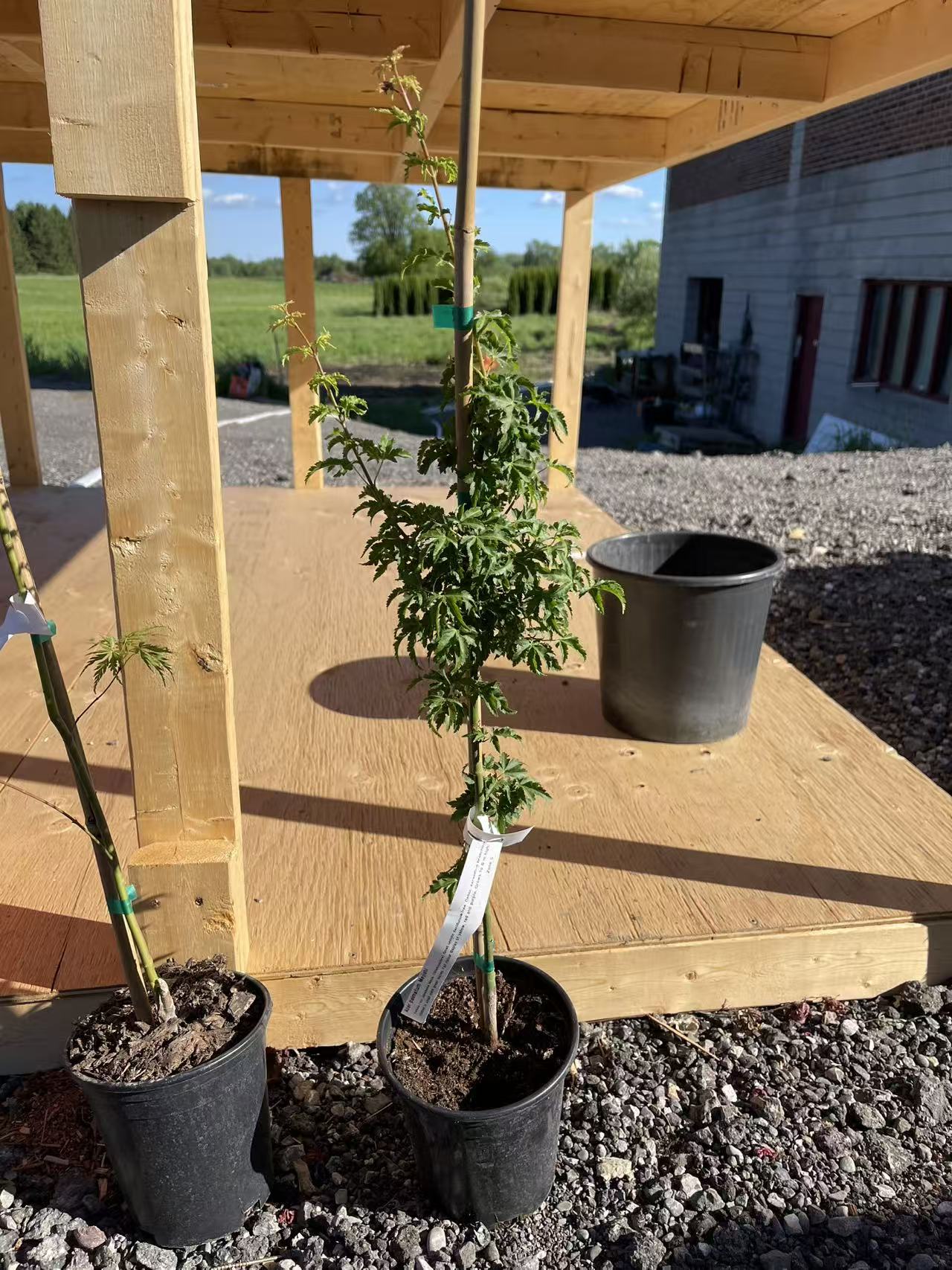 Acer palmatum Mejishi