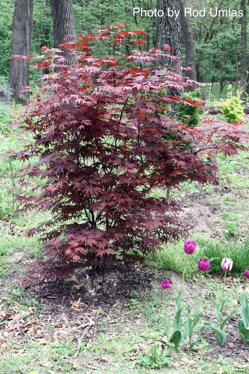 Acer palmatum Moonfire