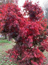 Acer shirasawanum Red dawn