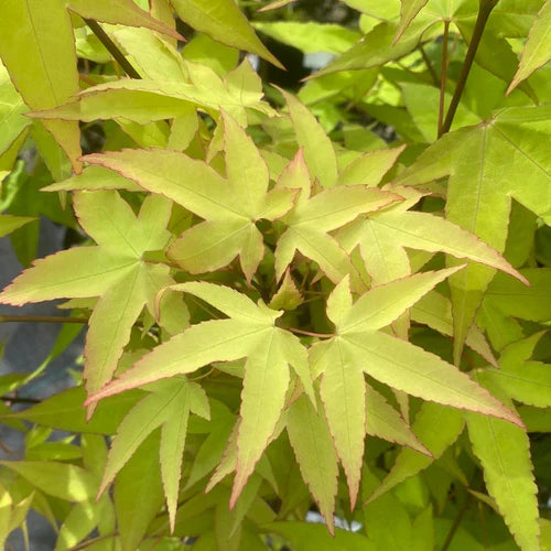 Acer palmatum Saotome