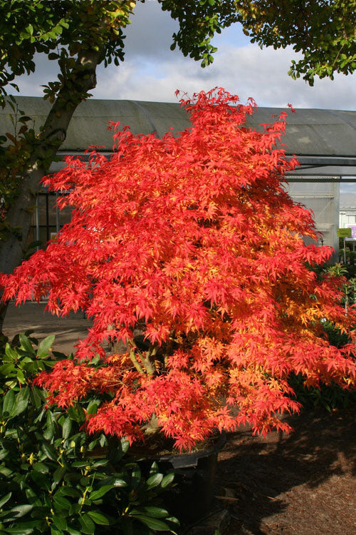 Acer palmatum Seiun kaku