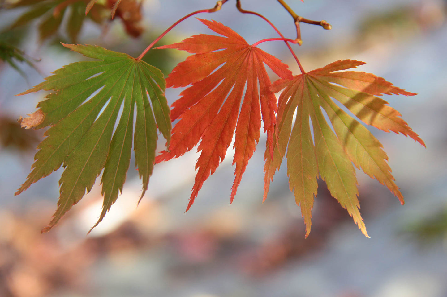 Acer shirasawanum Sensu