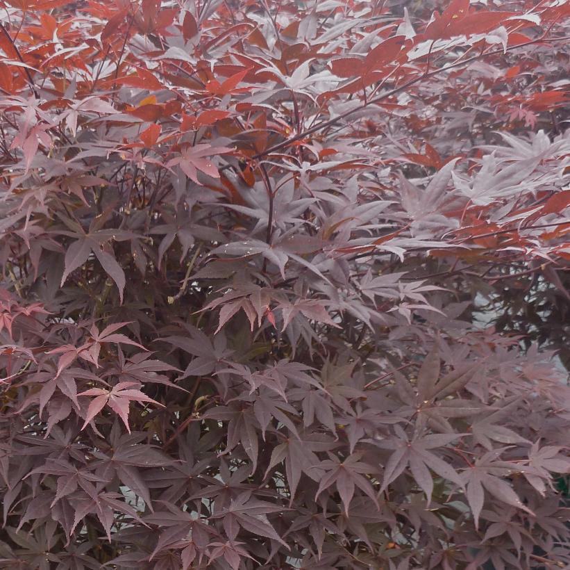 Acer palmatum Shojo