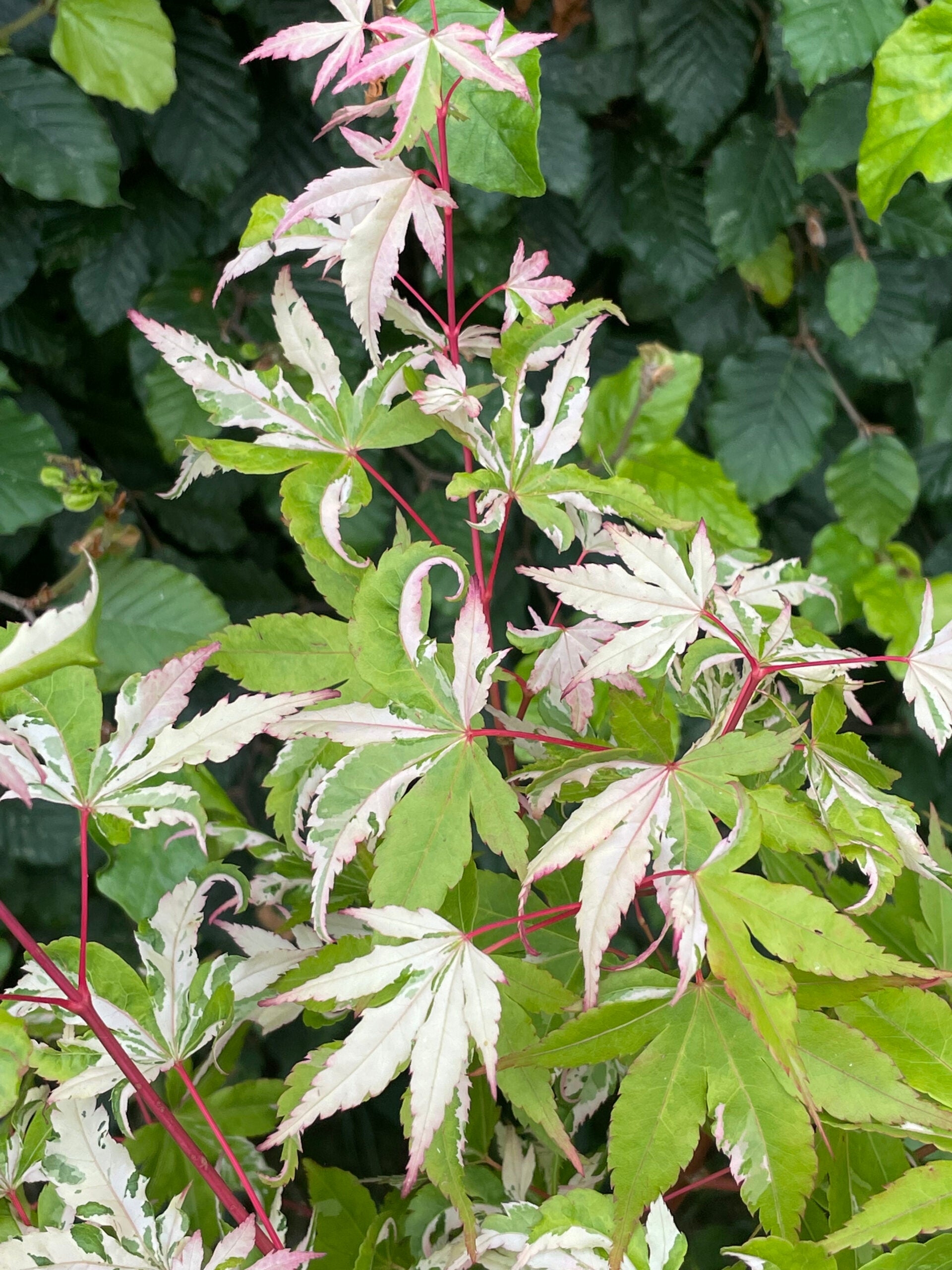 Aツイン　Taiyaki Acer palmatum Taiyo nishiki – zforcefarm