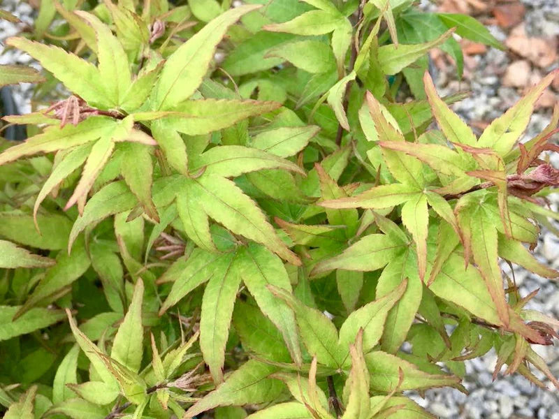 Acer palmatum Taro yama