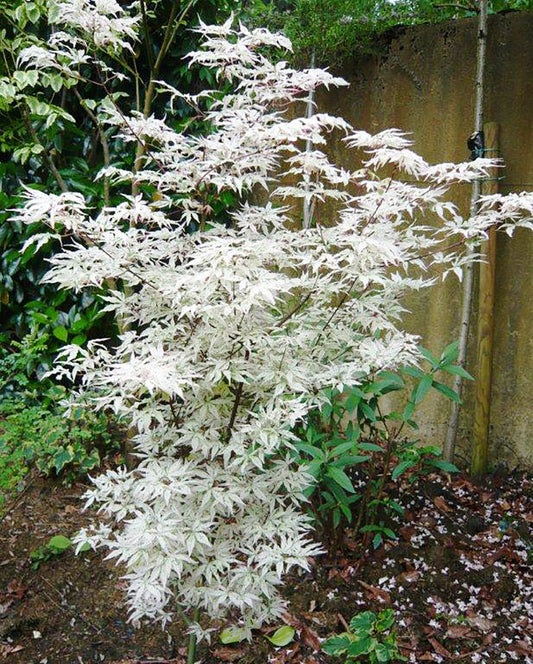 Acer palmatum Ukigumo