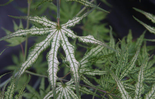 Acer palmatum White Peaches