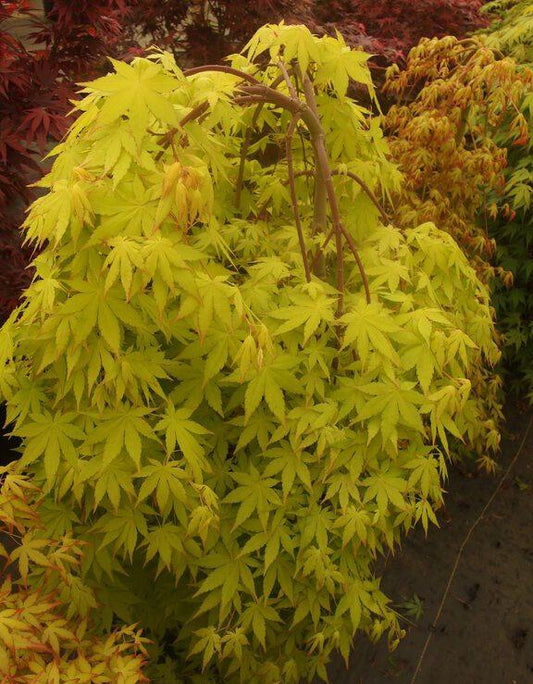 Acer palmatum Yellow Cascade